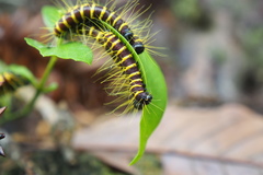 Delias pasithoe