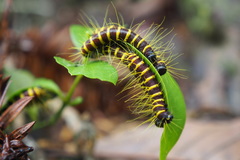 Delias pasithoe