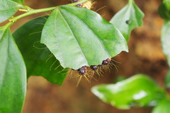 Delias pasithoe