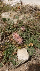 Centaurea raphanina raphanina