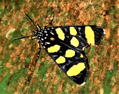 Heraclia africana