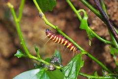 Delias pasithoe