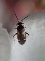 Ausejanus albisignatus