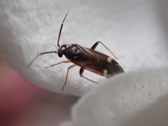 Ausejanus albisignatus