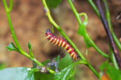 Delias pasithoe