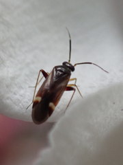 Ausejanus albisignatus