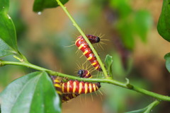 Delias pasithoe