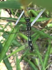 Orthetrum sabina