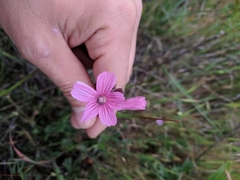 Sidalcea malviflora