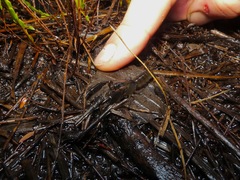 Tenuibranchiurus glypticus