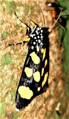 Heraclia africana