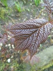 Rodgersia