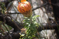 Oedera calycina