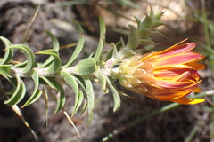 Oedera calycina
