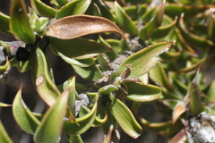 Oedera calycina