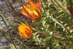Oedera calycina