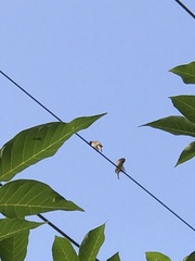 Lonchura punctulata