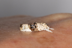 Piloprepes antidoxa