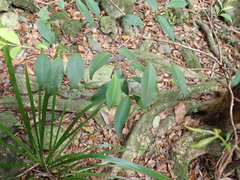 Pilidiostigma glabrum