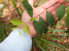 Pilidiostigma glabrum