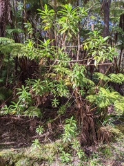 Scaevola chamissoniana