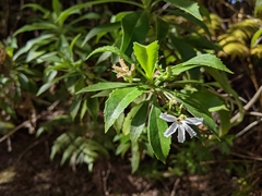 Scaevola chamissoniana