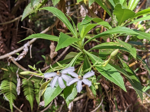 Image of Scaevola chamissoniana by (c) David Anderson, some rights reserved (CC BY)