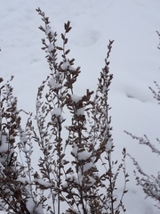 Artemisia vulgaris
