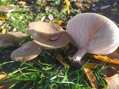 Basidiomycota