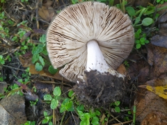 Volvopluteus gloiocephalus
