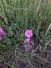 Sidalcea malviflora