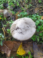 Volvopluteus gloiocephalus