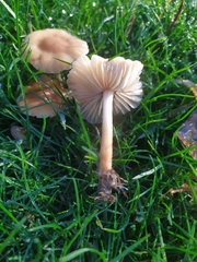Basidiomycota