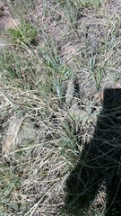 Opuntia polyacantha polyacantha