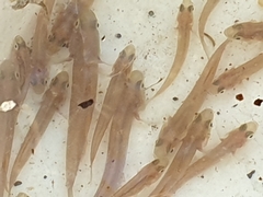 Hypseleotris galii