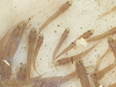 Hypseleotris galii