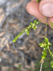 Micromyrtus littoralis