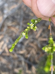 Micromyrtus littoralis