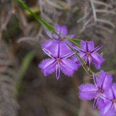 Thysanotus racemoides