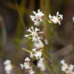 Pimelea phylicoides