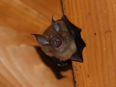 Rhinolophus nippon