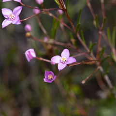 Boronia filifolia