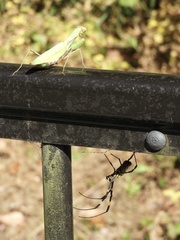 Hierodula patellifera patellifera