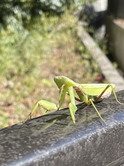 Hierodula patellifera patellifera