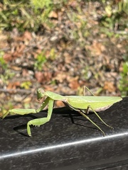 Hierodula patellifera patellifera