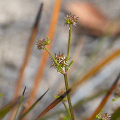 Opercularia scabrida