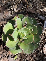 Agave guadalajarana