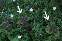 Amaranthus tricolor