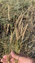 Agropyron desertorum