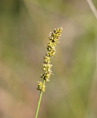 Carex tereticaulis